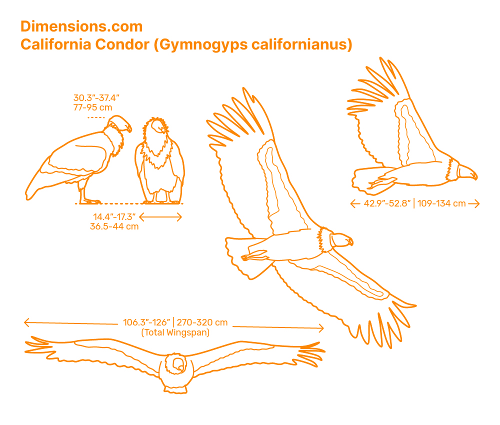 Andean Condor Vultur Gryphus Dimensions Drawings Dimensions