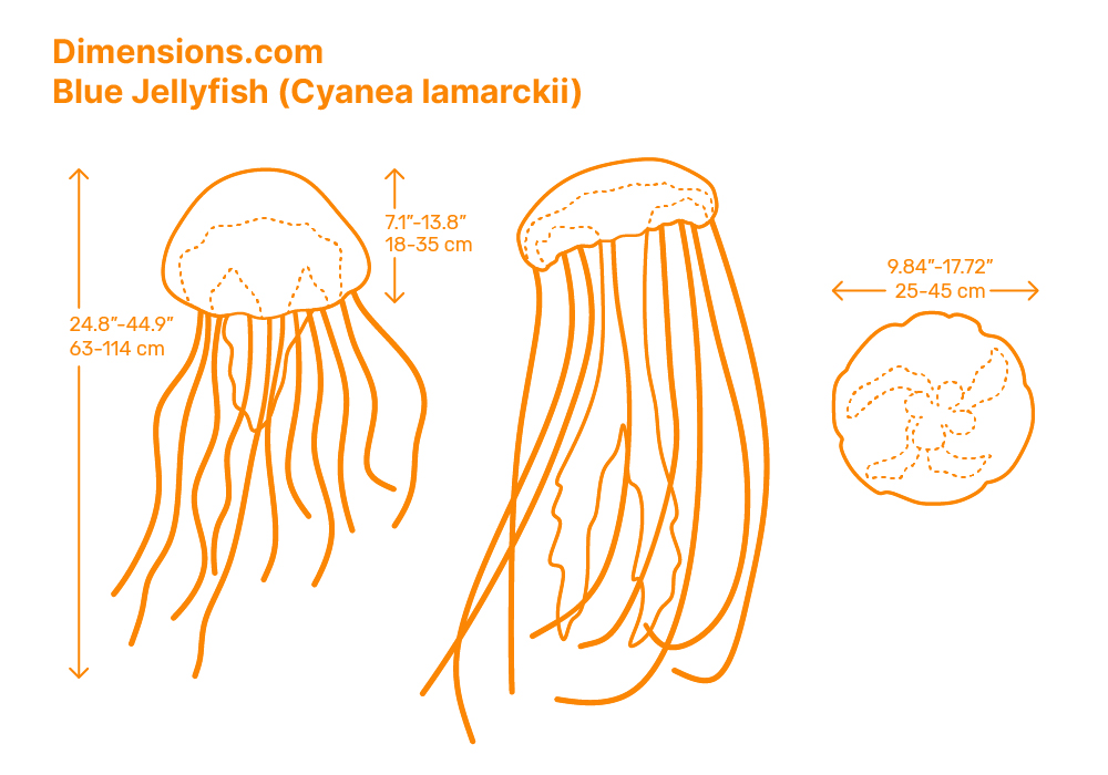 Lion s Mane Jellyfish Cyanea Capillata Dimensions Drawings 