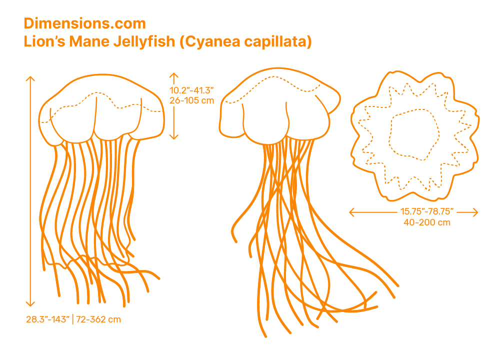 Lions Mane Jellyfish The Lion s Mane Jellyfish ocean jellyfish